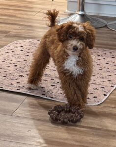 Red male with white markings Toy Poodle