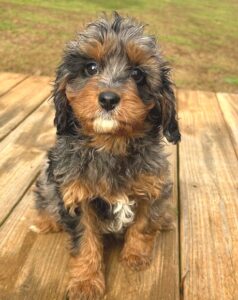 Merle Puppy from former litter 