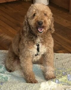 Ginny my femaie petite mini Goldendoodle